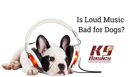 Is Loud Music Bad for Cats? A Multidimensional View