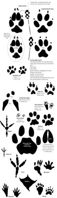 What Does a Coyote Paw Print Look Like: An Insight into Nature’s Artistic Signatures